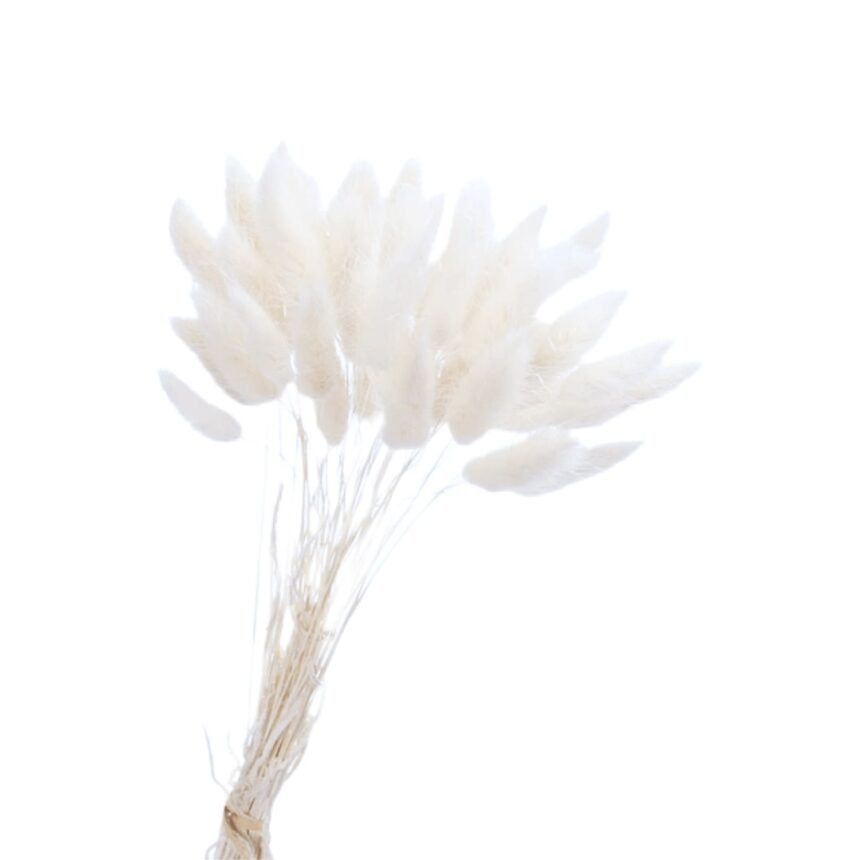 flori-uscate-alb-e1692796114828.jpg
