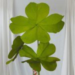 verde-iarba-e1742038879703.jpeg